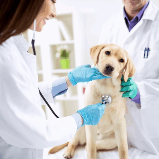 Success Story I Acheving growth ambitions through organizational structuring in a veterinary group